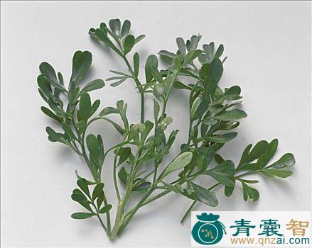 中药材毛叶芸香草图片