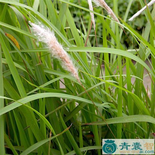 中药材毛叶草图片