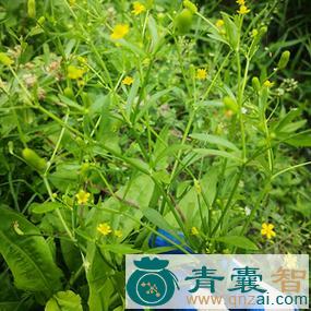中药材毛女儿草图片