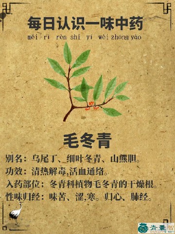 中药材毛张口图片