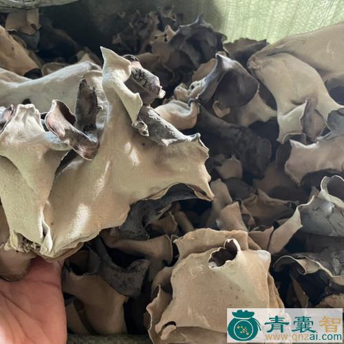 中药材毛木耳图片