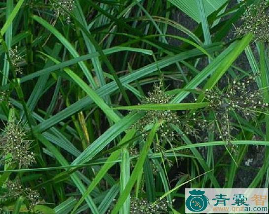 中药材毛果珍珠茅图片