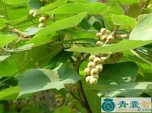 中药材毛桐图片