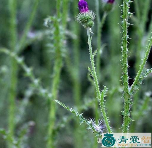 中药材毛棘草图片