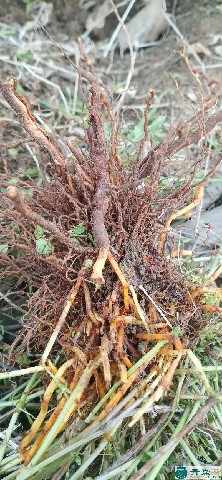 毛然然子的性状性味归经以及功效用法和注意事项-青囊智