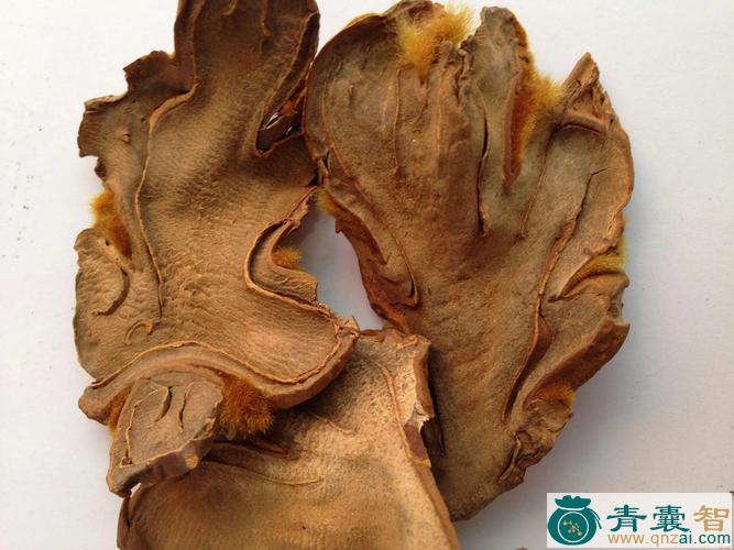 毛狗苕的性味归经以及功效用法和注意事项-青囊智