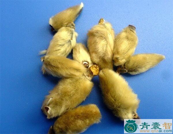 中药材毛猴儿图片