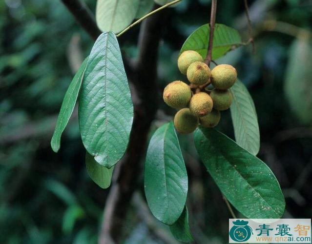 毛瓜馥木的性味归经以及功效用法-青囊智