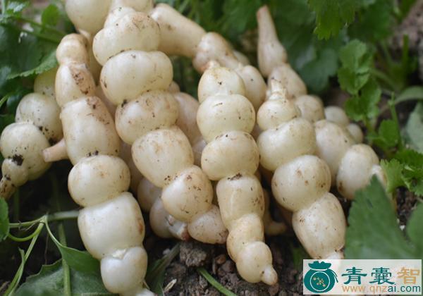 中药材毛石蚕图片