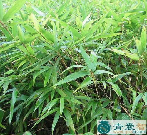 中药材毛竹图片