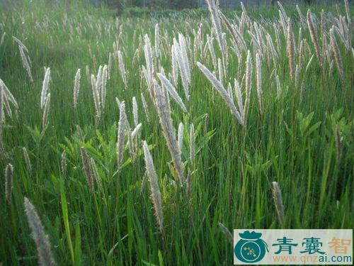 中药材毛筒草图片