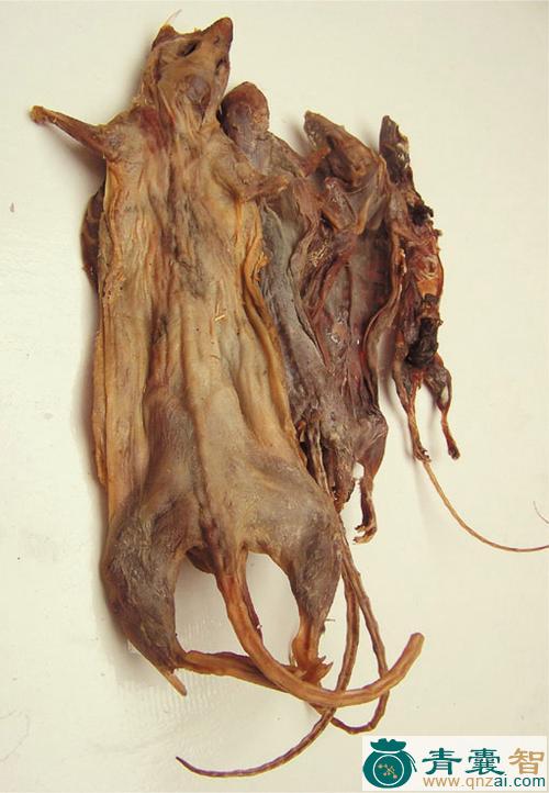中药材毛老鼠图片