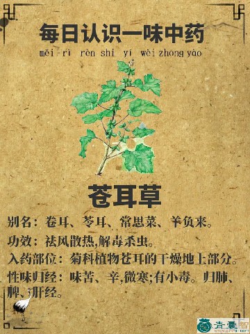 中药材毛耳朵图片
