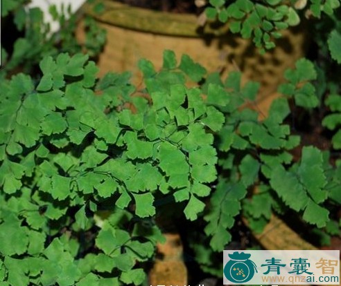 中药材毛脚钱线蕨图片