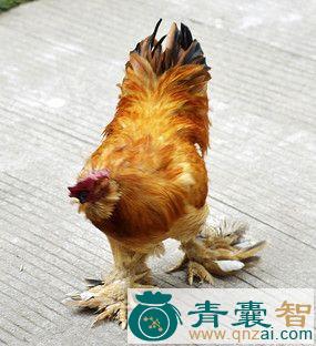 中药材毛脚鸡图片