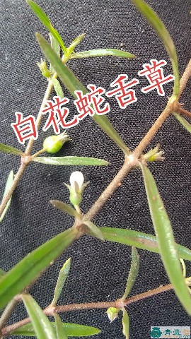 毛舌头的性味归经以及功效用法-青囊智