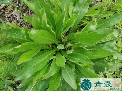 毛芥菜的性味归经以及功效用法-青囊智