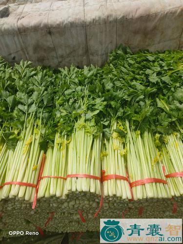 中药材毛芹菜图片