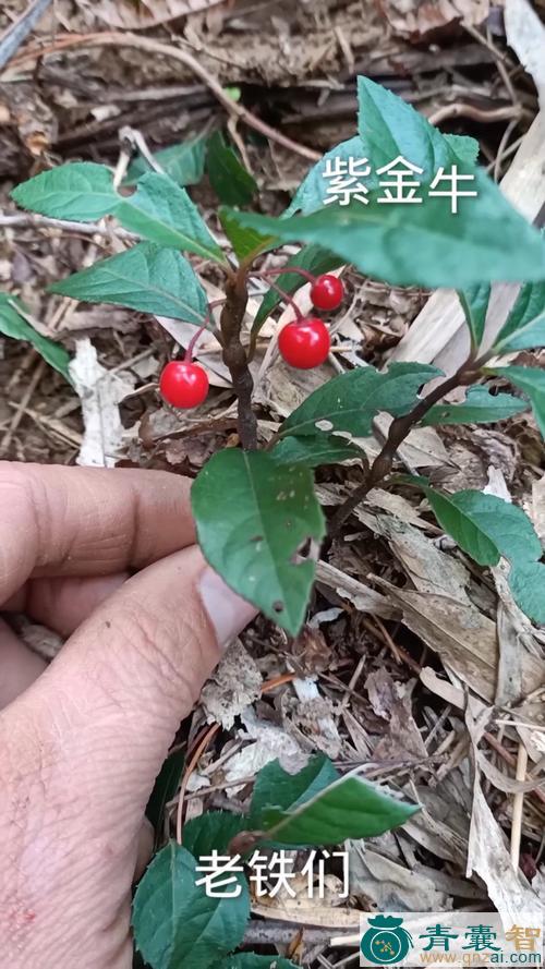 中药材毛茎紫金牛图片