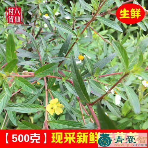 中药材毛草龙图片