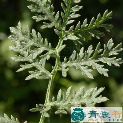 中药材毛莲蒿图片