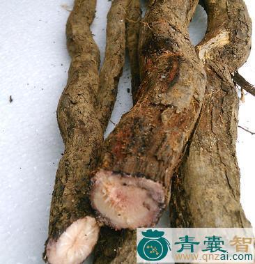 中药材毛葡萄根皮图片