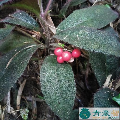 中药材毛虎舌图片