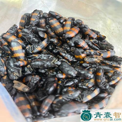中药材毛虫图片