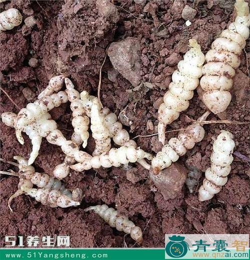 毛虫草的性味归经以及功效用法-青囊智