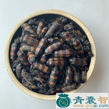 毛虫药公的性状性味归经以及功效用法-青囊智