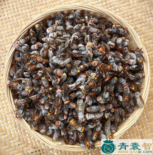 中药材毛蜂子图片