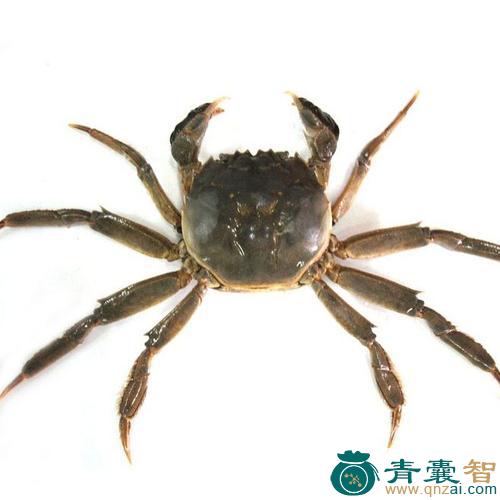中药材毛蟹图片