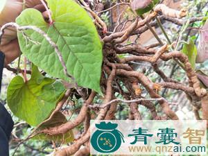 毛青藤的性状性味归经以及功效用法-青囊智