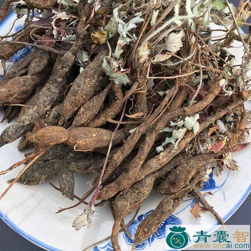毛鸡脚的性味归经以及功效用法-青囊智