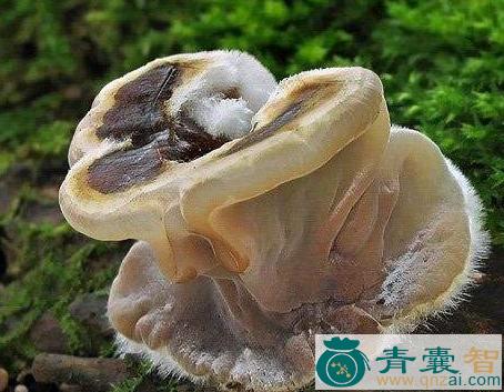 中药材毡盖木耳图片