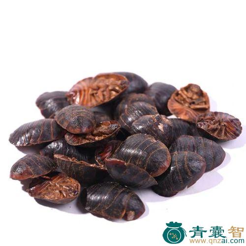 中药材毫离虫图片