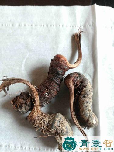 中药材毫螭虫图片