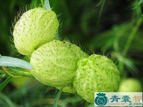中药材气果图片