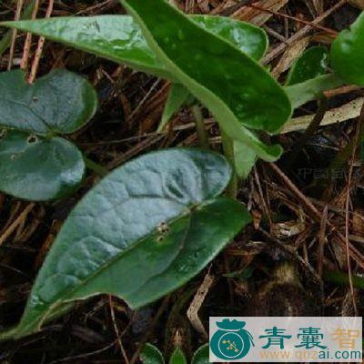 中药材气草图片