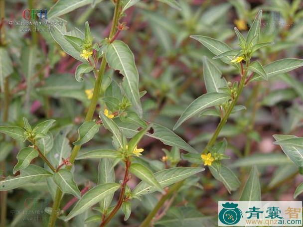 中药材水丁药图片