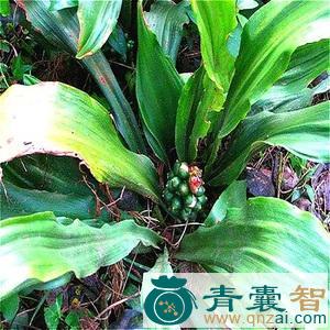 中药材水万年青图片