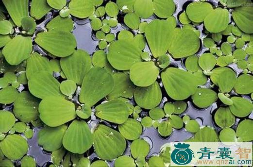中药材水上浮萍图片