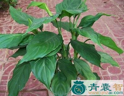 中药材水九节莲图片