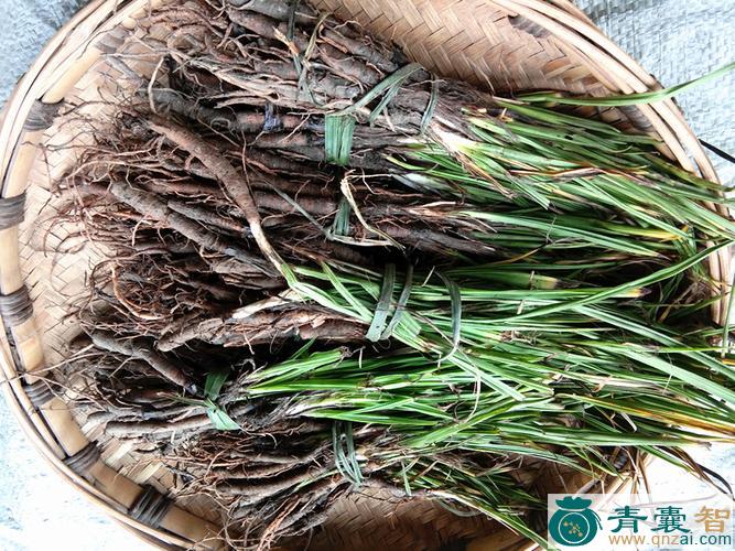 中药材水仙根图片