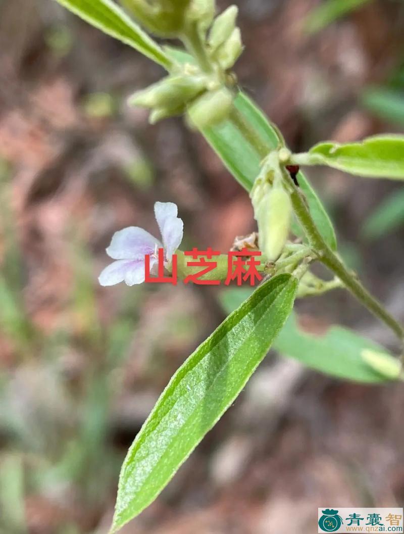 中药材水伤药图片