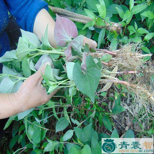 水侧耳根的性状性味归经以及功效用法和注意事项-青囊智