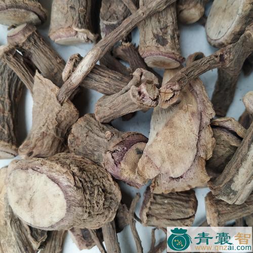 中药材水冬瓜根图片