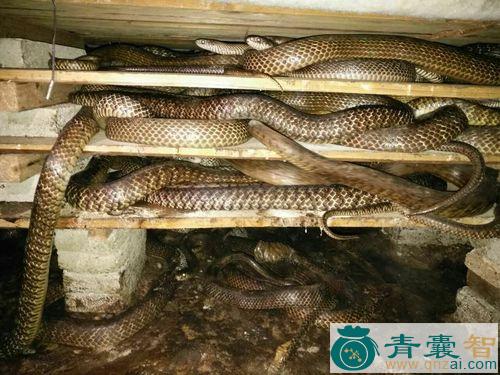 水南蛇的性状性味归经以及功效用法-青囊智