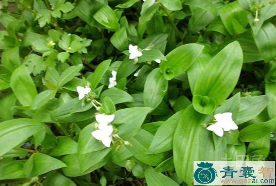 中药材水君叶图片