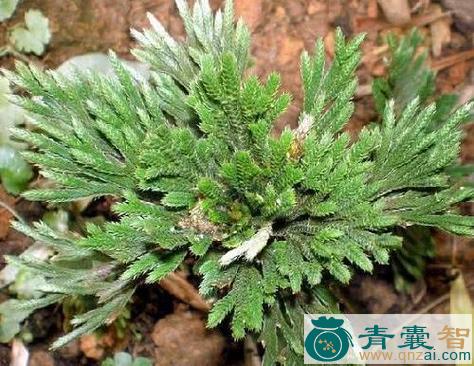 中药材水打不死图片